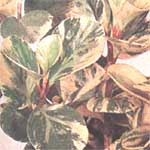 Peperomiya magnolielistnaya - Peperomia magnoliaefolia