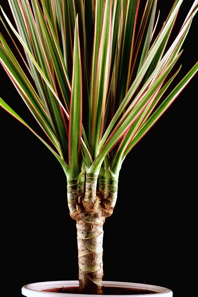 Dracaena bordée - Plantes d'intérieur qui nettoient parfaitement l'air Драцена окаймленная - Растения для очистки воздуха