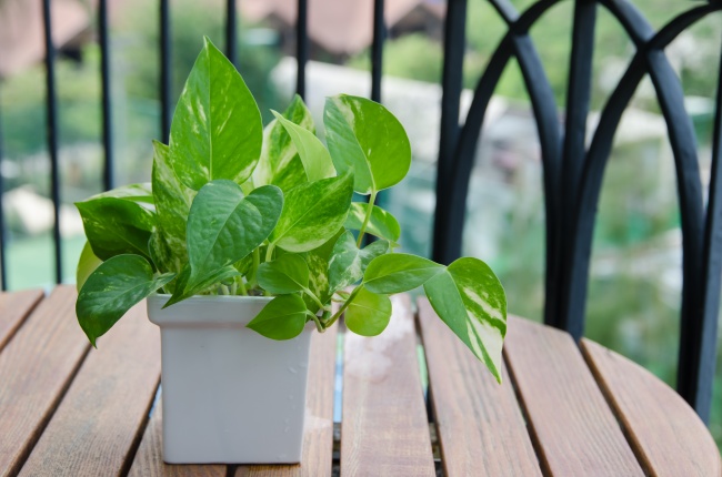 Aglaonema - Des plantes d'intérieur qui nettoient parfaitement l'air Аглаонема - Растения для очистки воздуха