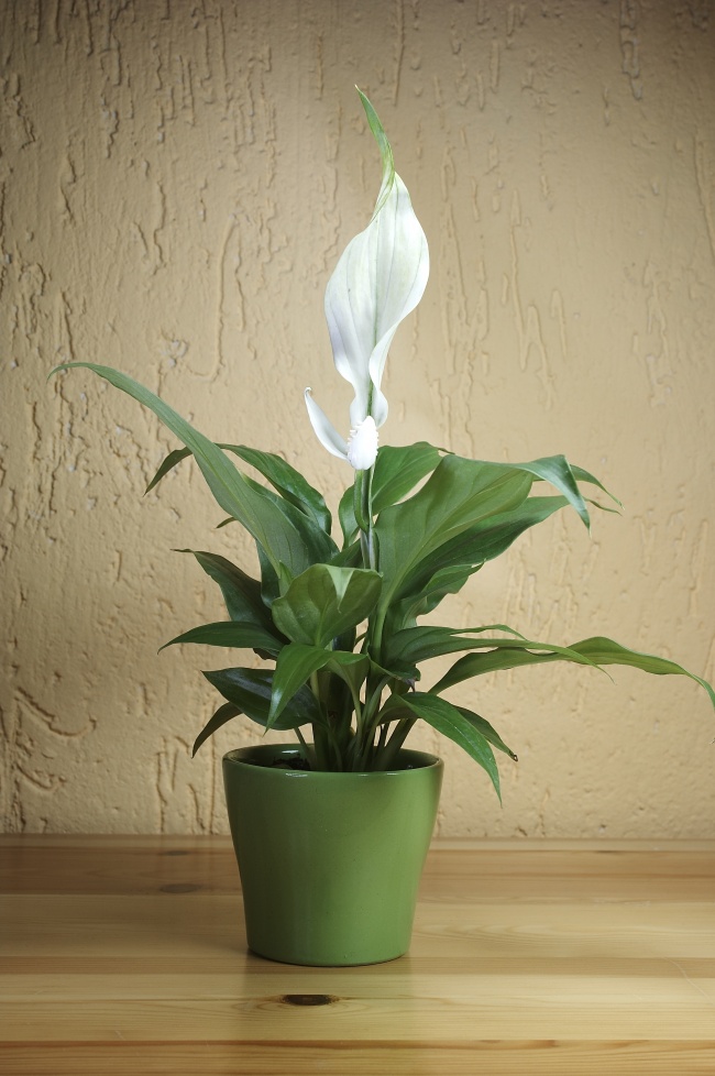 Spathiphyllum ("muguet") - Des plantes d'intérieur qui nettoient parfaitement l'air Спатифиллум («лилия мира») - Растения для очистки воздуха