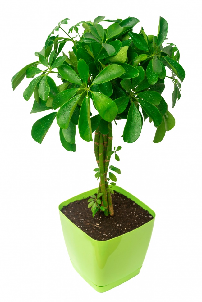 Schefflera - Des plantes d'intérieur qui nettoient parfaitement l'air Шеффлера - Растения для очистки воздуха