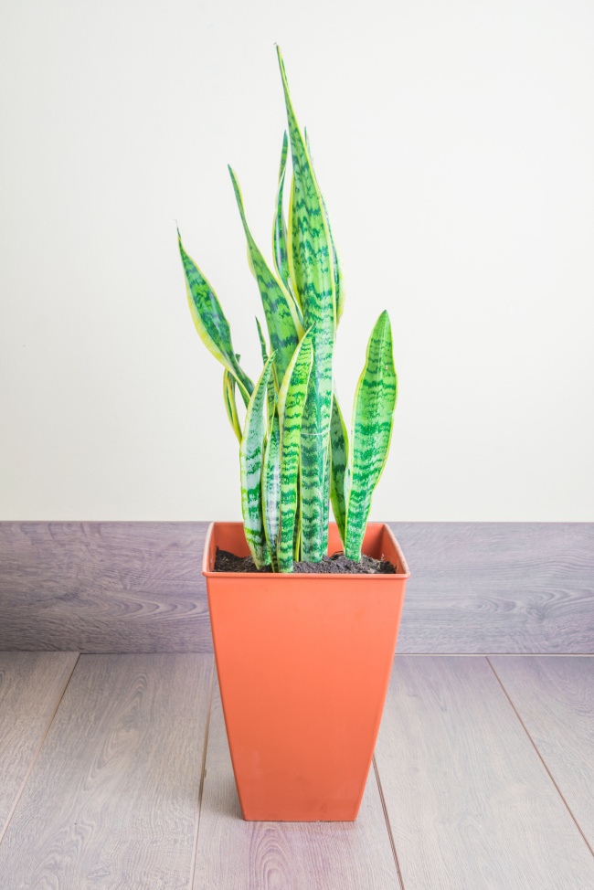 Sansevieria ("langue Teschin") - Des plantes d'intérieur qui nettoient parfaitement l'air Сансевиерия («тещин язык») - Растения для очистки воздуха