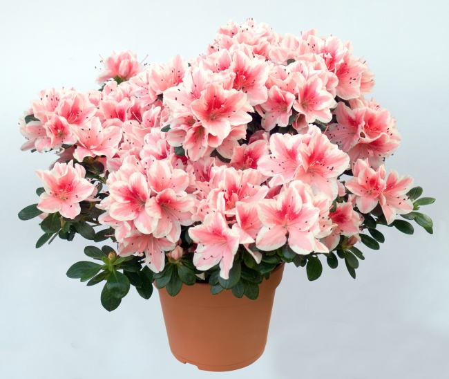 Azalea - Des plantes d'intérieur qui nettoient parfaitement l'air Азалия - Растения для очистки воздуха