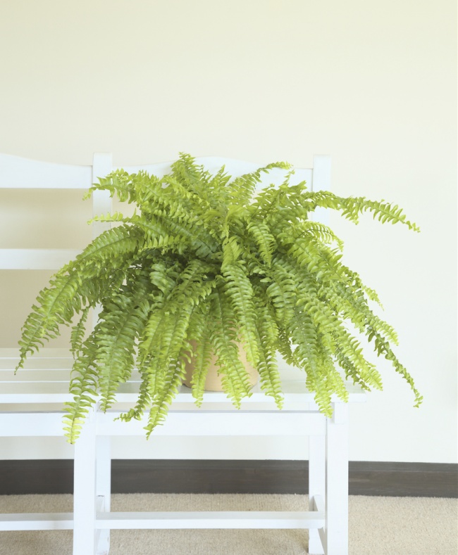 Nephrolepis ("Fougère de Boston") - Des plantes d'intérieur qui nettoient parfaitement l'air Нефролепис («бостонский папоротник») - Растения для очистки воздуха