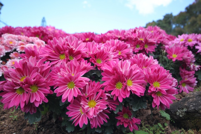 Chrysanthème de jardin - Des plantes d'intérieur qui nettoient parfaitement l'air Хризантема садовая - Растения для очистки воздуха