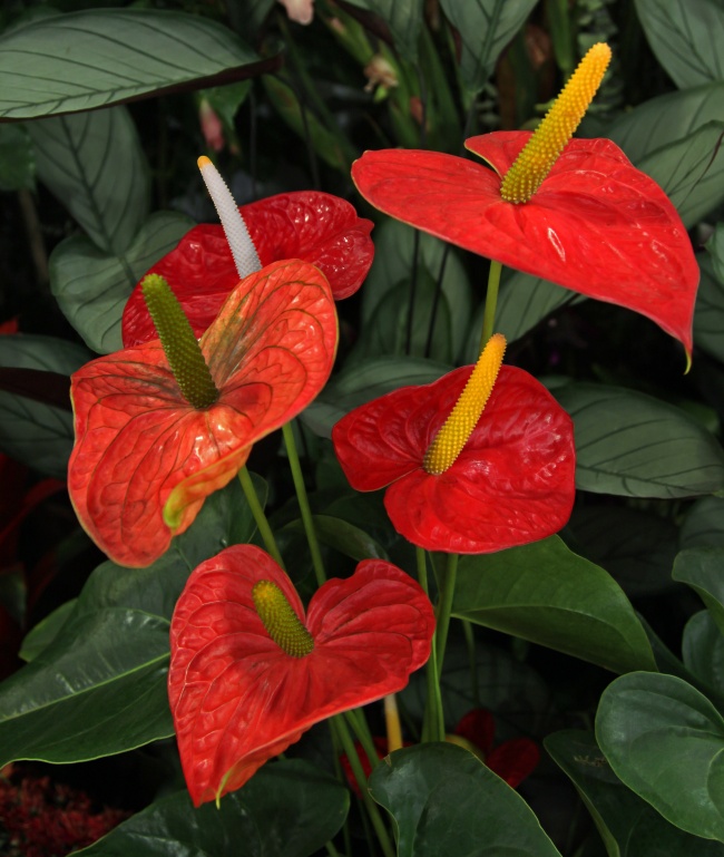Anthurium Andre ("Lily Flamingo") - Des plantes d'intérieur qui nettoient parfaitement l'air Антуриум Андре («лилия фламинго») - Растения для очистки воздуха