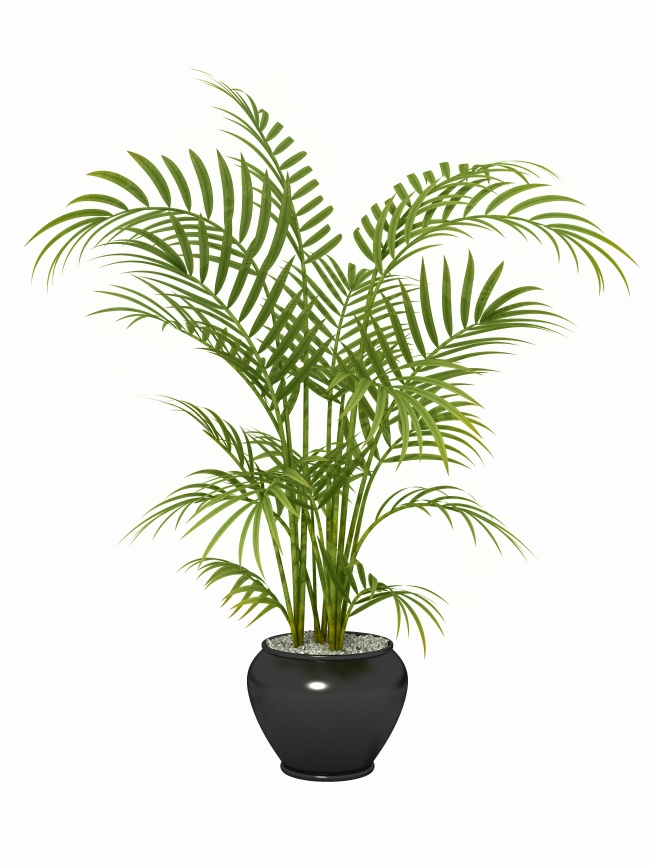Bamboo Palm - Des plantes d'intérieur qui nettoient parfaitement l'air Бамбуковая пальма - Растения для очистки воздуха