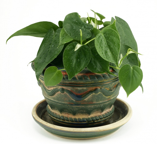 Philodendron - Des plantes d'intérieur qui nettoient parfaitement l'air Филодендрон - Растения для очистки воздуха