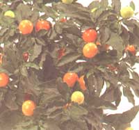 Lozhnoperechny Nightshade - Solanum pseudocapsicum
