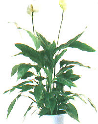 Spathiphyllum - Spatiphyllum