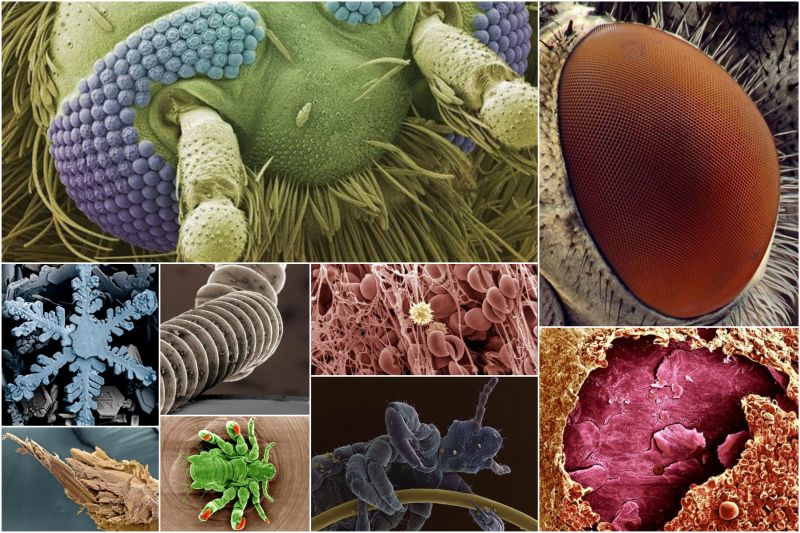 Les choses ordinaires au microscope: que cachent-elles? Обычные вещи под микроскопом