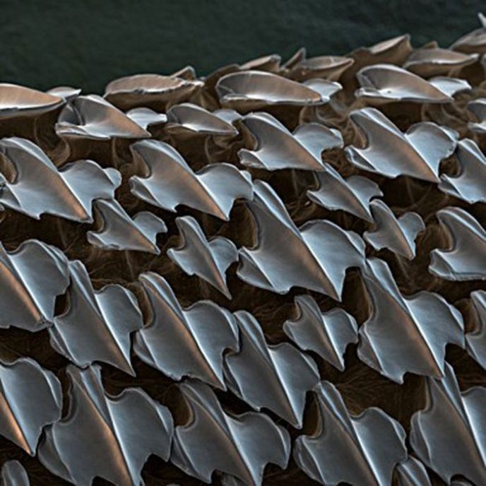 Peau de requin - Les choses habituelles sous le microscope: que cachent-elles? Акулья кожа - Обычные вещи под микроскопом