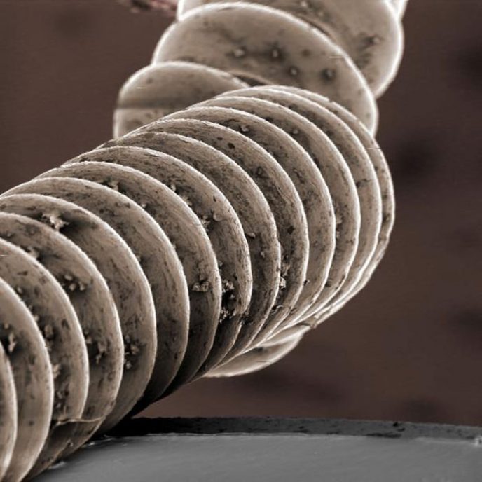 - Les choses communes au microscope: que cachent-elles? - Обычные вещи под микроскопом