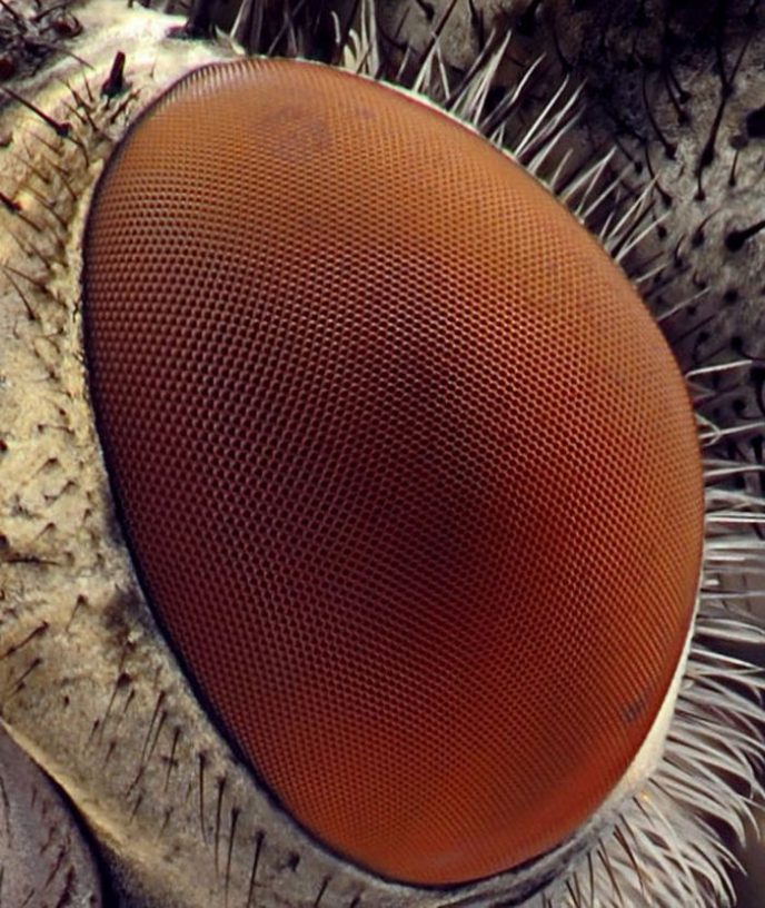 - Les choses communes au microscope: que cachent-elles? - Обычные вещи под микроскопом