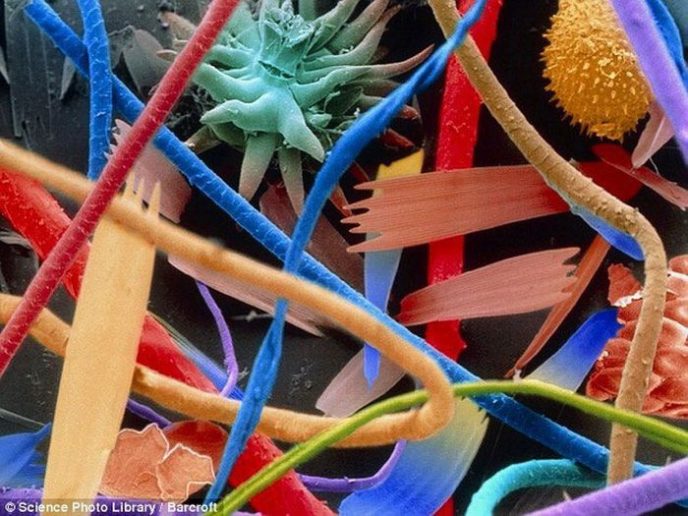 La poussière domestique - Les choses communes au microscope: que cachent-elles? Бытовая пыль - Обычные вещи под микроскопом
