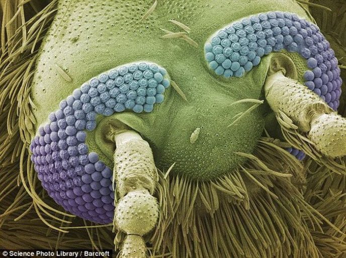 Mosquito - Les choses communes sous le microscope: qu'est-ce qu'ils cachent? Комар - Обычные вещи под микроскопом