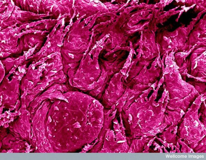 - Les choses communes au microscope: que cachent-elles? - Обычные вещи под микроскопом