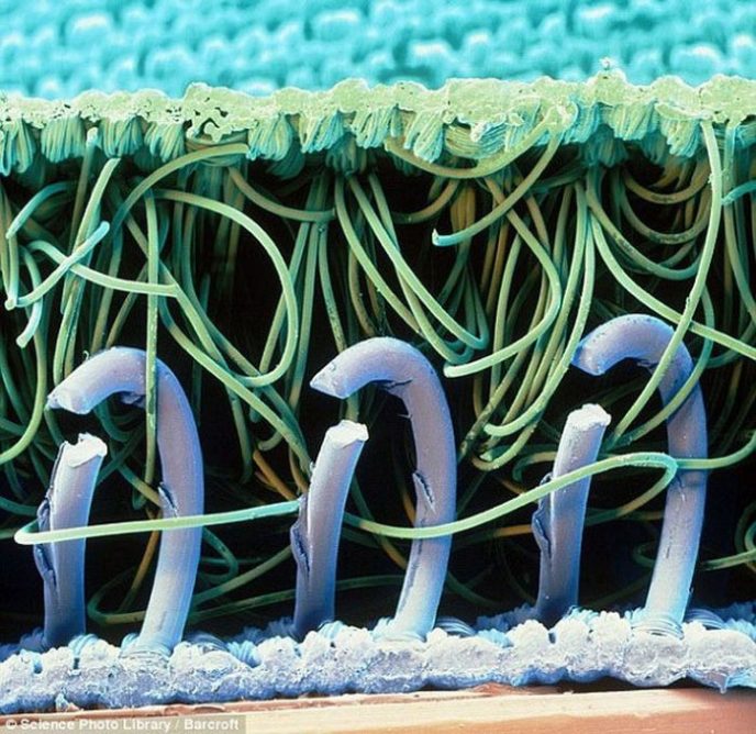 Velcro - Les choses communes sous le microscope: qu'est-ce qu'ils cachent? Застежка-липучка - Обычные вещи под микроскопом