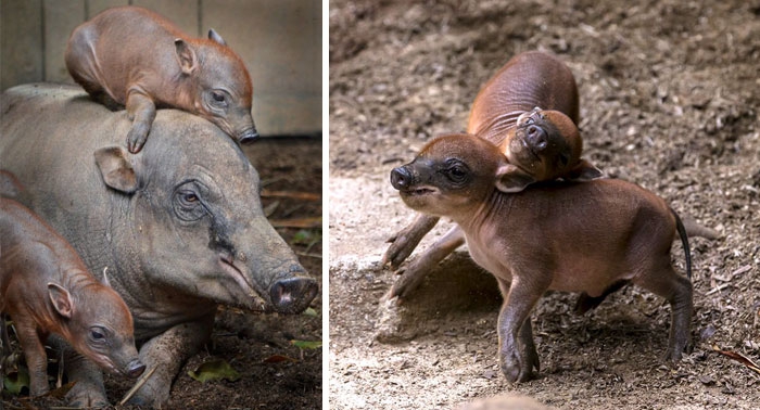 Petits enfants d'animaux rares que vous n'avez probablement jamais vus auparavant Малыши редких животных