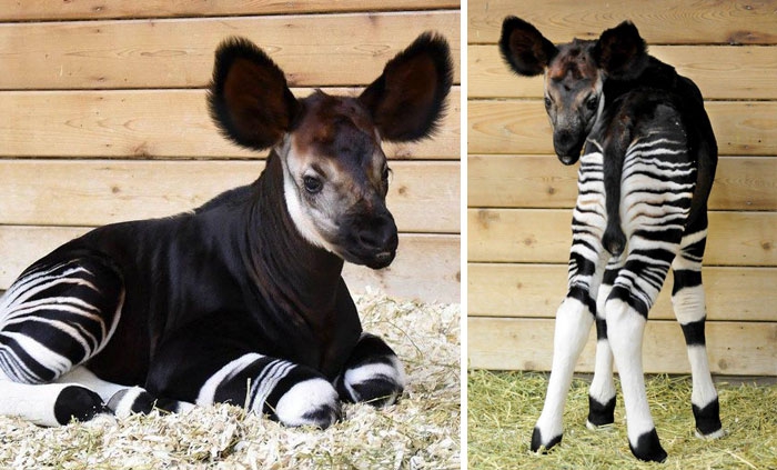 Petits enfants d'animaux rares que vous n'avez probablement jamais vus auparavant Малыши редких животных