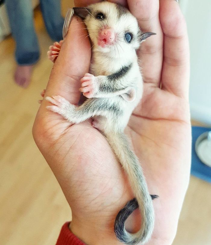 Petits enfants d'animaux rares que vous n'avez probablement jamais vus auparavant Малыши редких животных