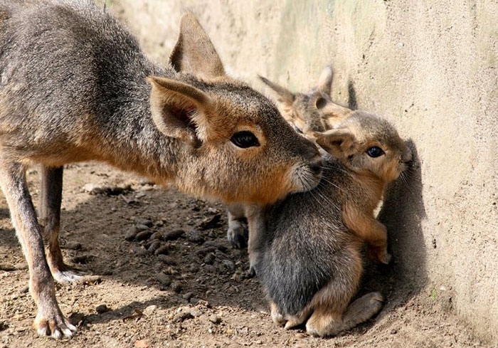 Petits enfants d'animaux rares que vous n'avez probablement jamais vus auparavant Малыши редких животных