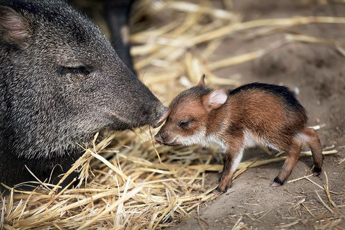 Petits enfants d'animaux rares que vous n'avez probablement jamais vus auparavant Малыши редких животных
