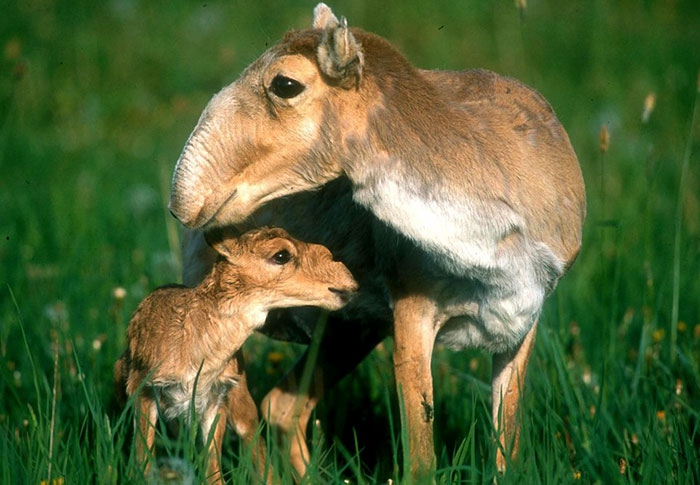 Petits enfants d'animaux rares que vous n'avez probablement jamais vus auparavant Малыши редких животных