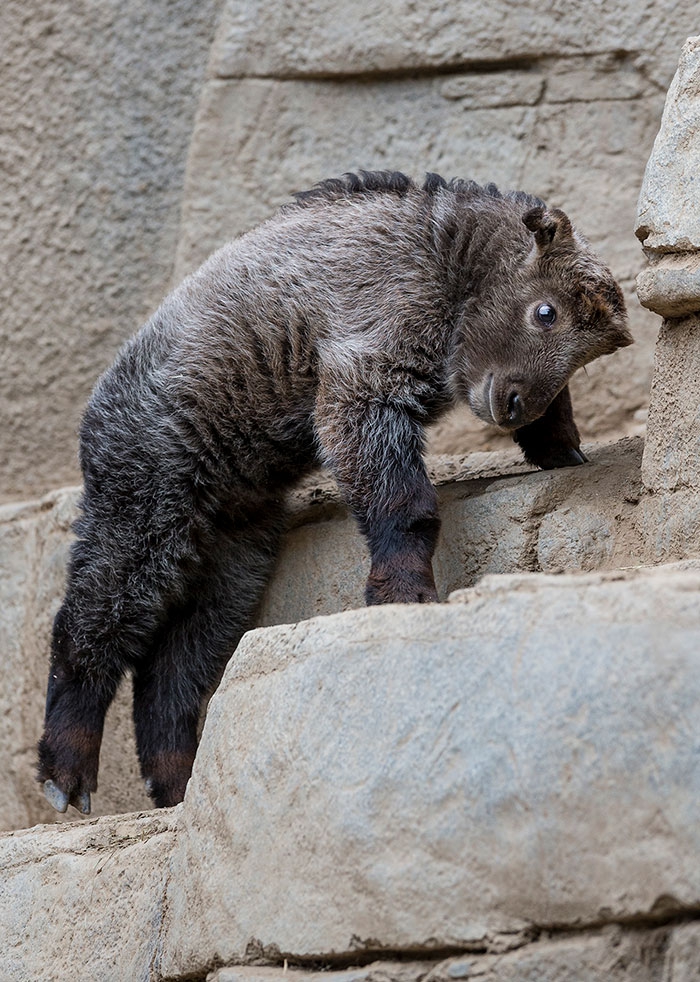 Petits enfants d'animaux rares que vous n'avez probablement jamais vus auparavant Малыши редких животных