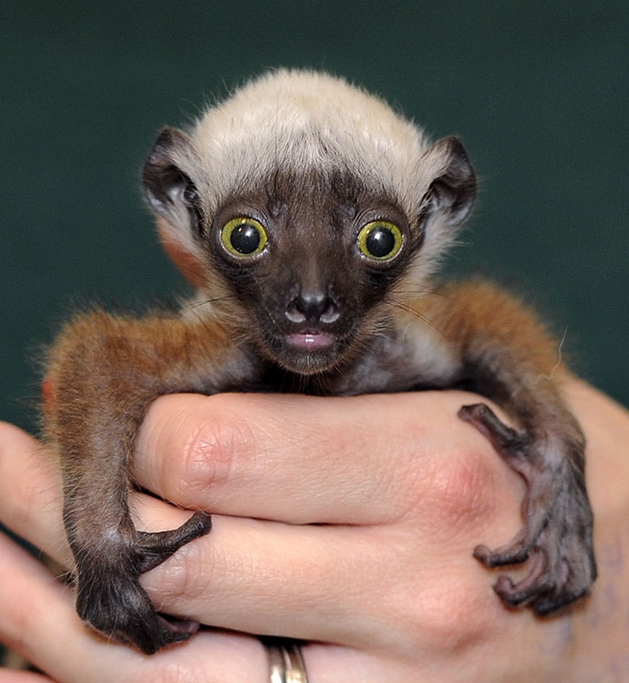 Petits enfants d'animaux rares que vous n'avez probablement jamais vus auparavant Малыши редких животных