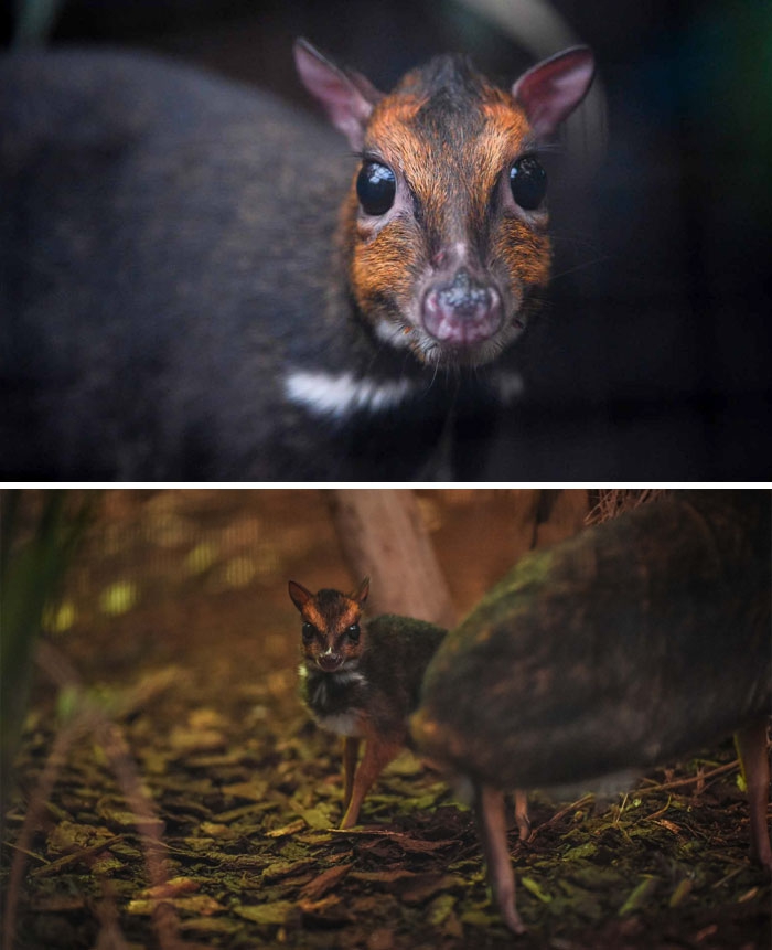 Petits enfants d'animaux rares que vous n'avez probablement jamais vus auparavant Малыши редких животных