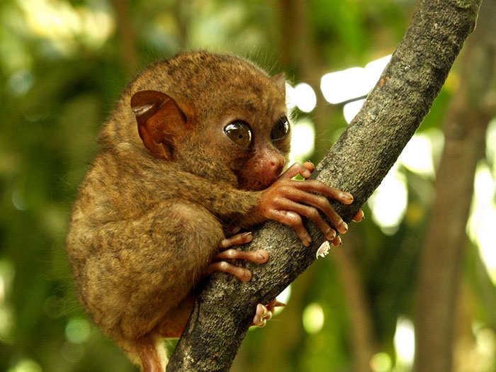Petits enfants d'animaux rares que vous n'avez probablement jamais vus auparavant Малыши редких животных