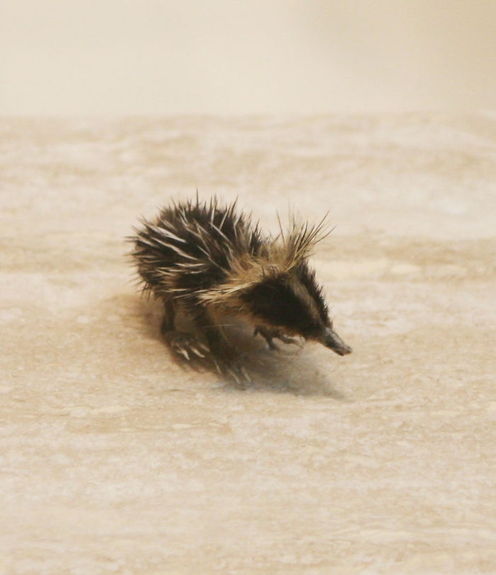 Petits enfants d'animaux rares que vous n'avez probablement jamais vus auparavant Малыши редких животных