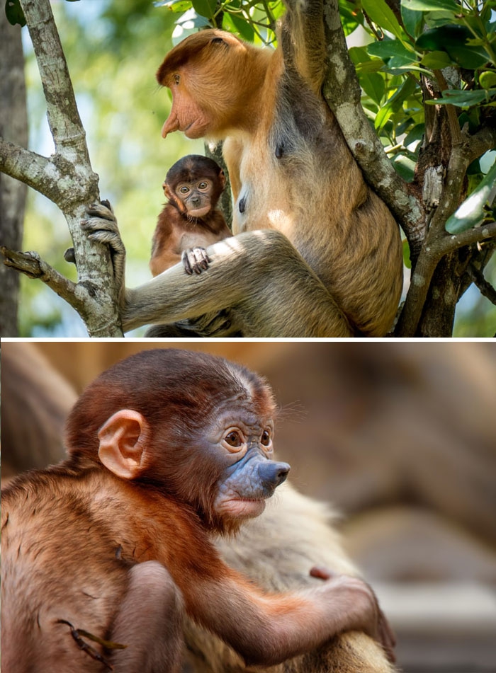 Petits enfants d'animaux rares que vous n'avez probablement jamais vus auparavant Малыши редких животных