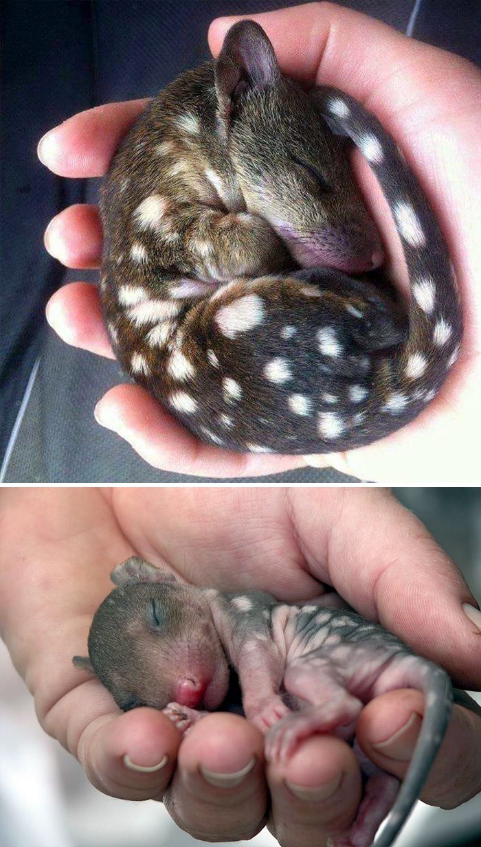 Petits enfants d'animaux rares que vous n'avez probablement jamais vus auparavant Малыши редких животных