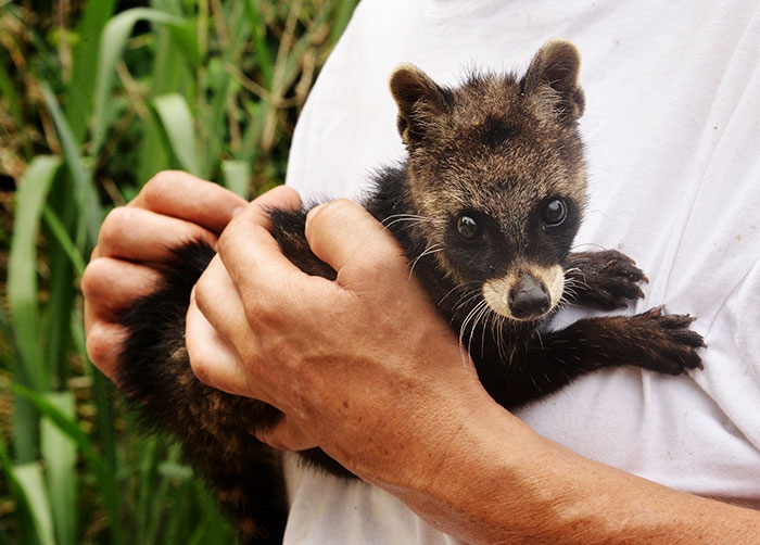 Petits enfants d'animaux rares que vous n'avez probablement jamais vus auparavant Малыши редких животных