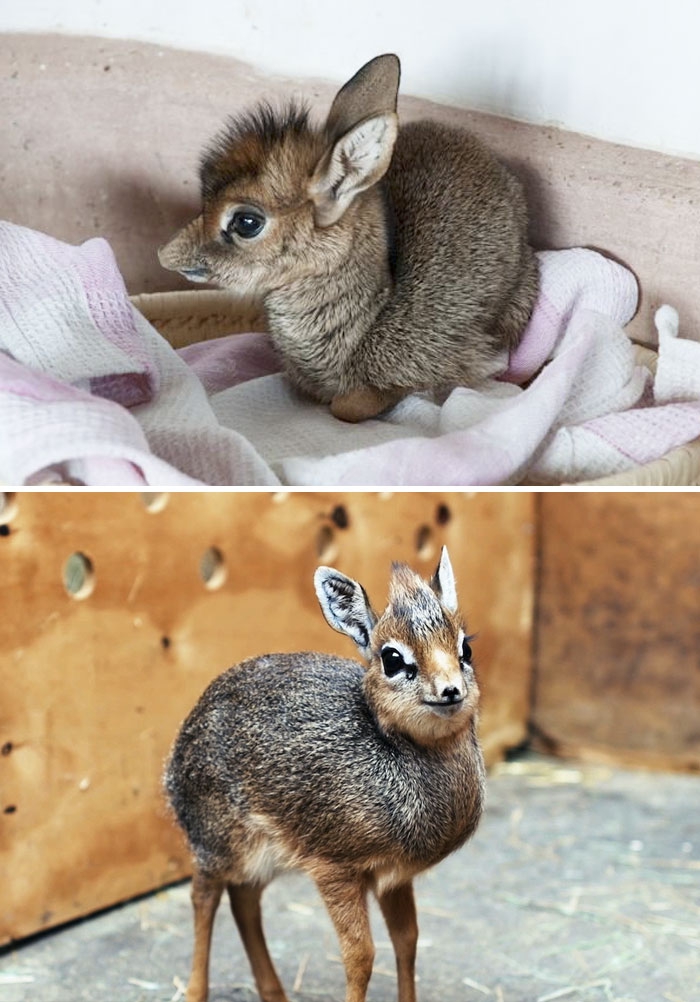 Petits enfants d'animaux rares que vous n'avez probablement jamais vus auparavant Малыши редких животных