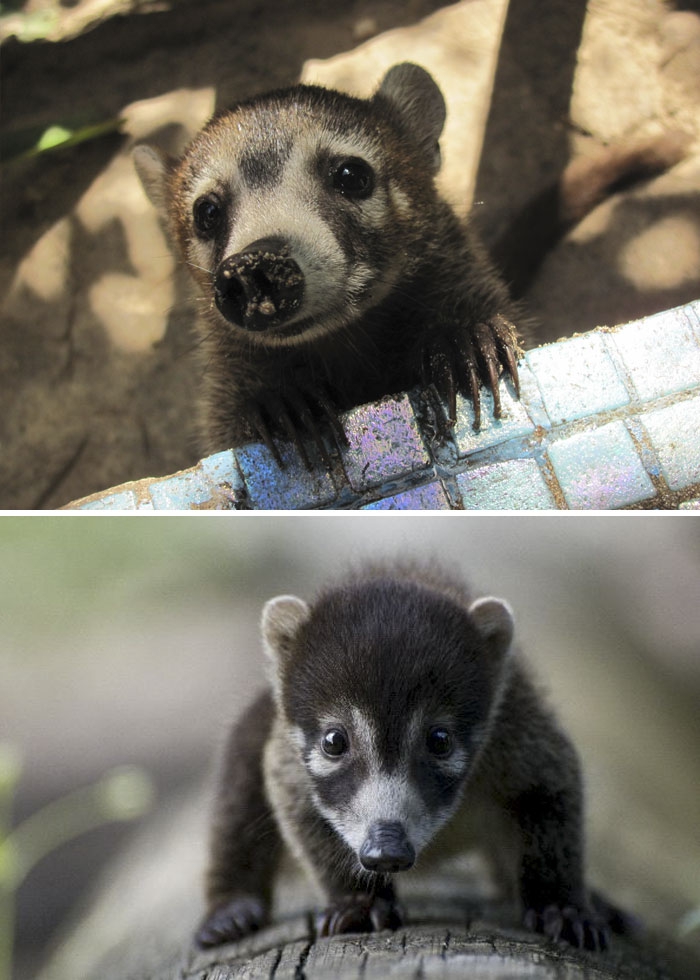 Petits enfants d'animaux rares que vous n'avez probablement jamais vus auparavant Малыши редких животных