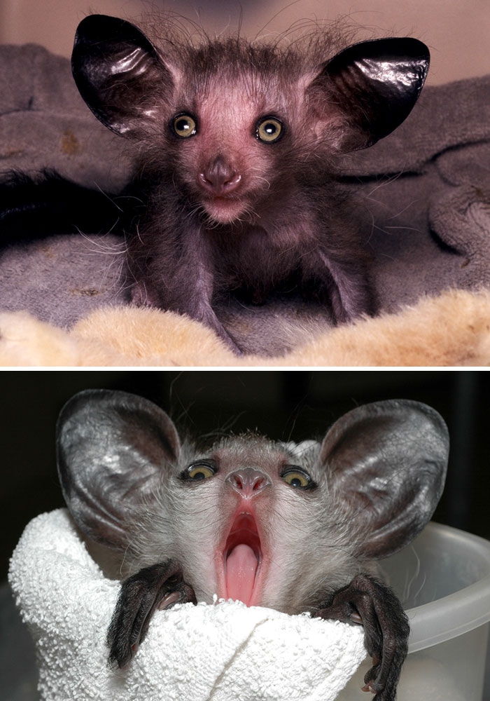 Petits enfants d'animaux rares que vous n'avez probablement jamais vus auparavant Малыши редких животных