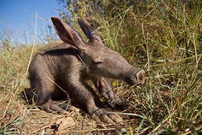 Petits enfants d'animaux rares que vous n'avez probablement jamais vus auparavant Малыши редких животных