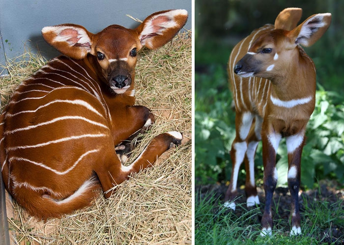 Petits enfants d'animaux rares que vous n'avez probablement jamais vus auparavant Малыши редких животных