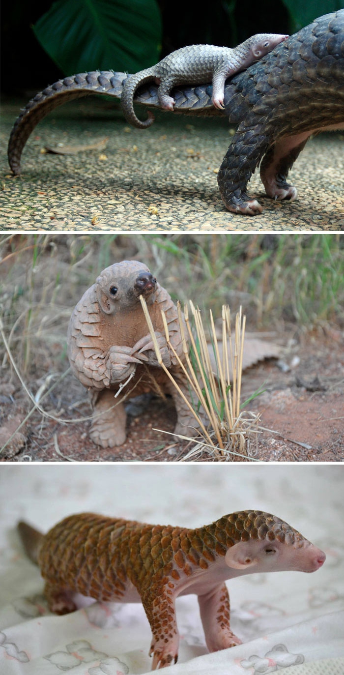 Petits enfants d'animaux rares que vous n'avez probablement jamais vus auparavant Малыши редких животных