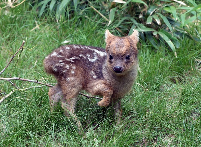 Petits enfants d'animaux rares que vous n'avez probablement jamais vus auparavant Малыши редких животных
