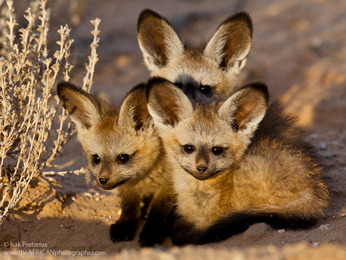 Petits enfants d'animaux rares que vous n'avez probablement jamais vus auparavant Малыши редких животных