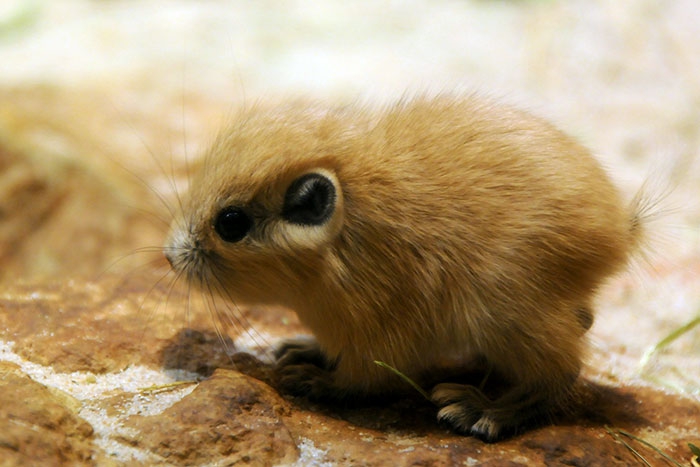Petits enfants d'animaux rares que vous n'avez probablement jamais vus auparavant Малыши редких животных