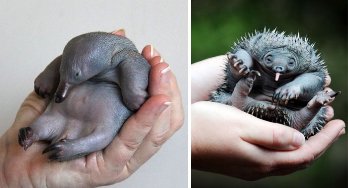 Petits enfants d'animaux rares que vous n'avez probablement jamais vus auparavant Малыши редких животных