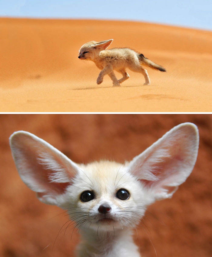 Petits enfants d'animaux rares que vous n'avez probablement jamais vus auparavant Малыши редких животных