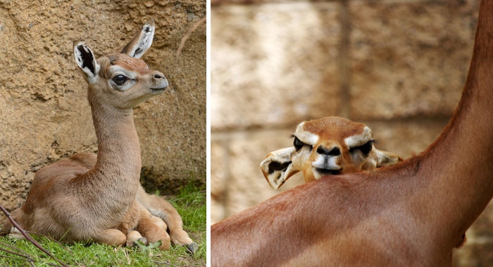 Petits enfants d'animaux rares que vous n'avez probablement jamais vus auparavant Малыши редких животных