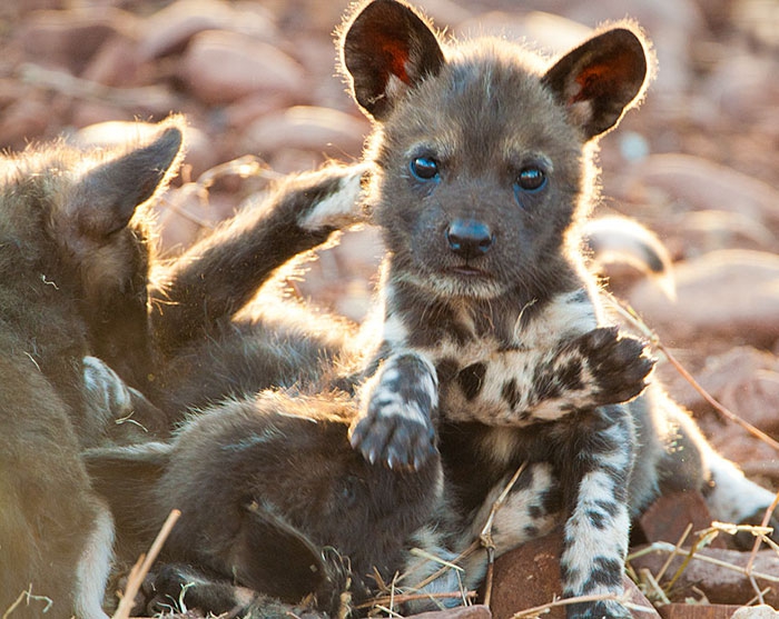 Petits enfants d'animaux rares que vous n'avez probablement jamais vus auparavant Малыши редких животных