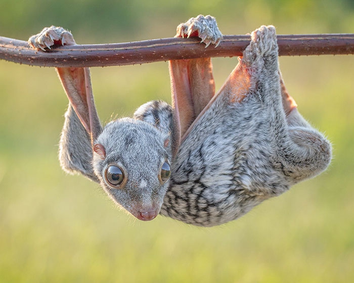 Petits enfants d'animaux rares que vous n'avez probablement jamais vus auparavant Малыши редких животных